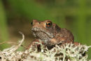 06-8913 Toad (Bufo bufo) on Lichen